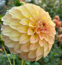 Load image into Gallery viewer, *NEW Bracken Sarah Tuber