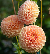 Load image into Gallery viewer, *NEW Chricton Honey Tuber