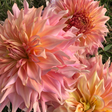 Load image into Gallery viewer, *NEW Penhill Watermelon Tuber