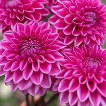 Load image into Gallery viewer, *NEW Pink Sylvia Tuber