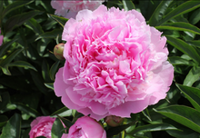 Load image into Gallery viewer, BULB, PEONY &/OR DAHLIA VARIETAL CONSULT