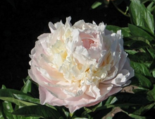 Load image into Gallery viewer, *NEW Norma Volz (Herbaceous/Mid To Late Season Bloom)