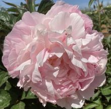 Load image into Gallery viewer, *NEW Norma Volz (Herbaceous/Mid To Late Season Bloom)
