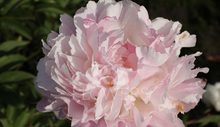 Load image into Gallery viewer, Catharina Fontijn (Herbaceous/Mid Season Bloom)