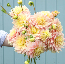 Load image into Gallery viewer, *NEW Wyn's New Pastel Tuber