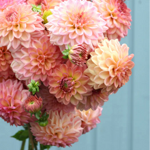 Load image into Gallery viewer, *NEW Lark's Ebbe Tuber