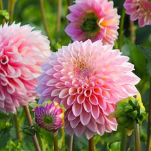 Load image into Gallery viewer, *NEW Coralie Tuber