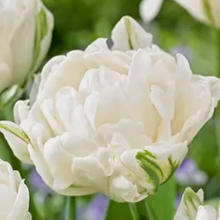 Load image into Gallery viewer, Tulip Double Mount Tacoma 26547212