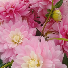 Load image into Gallery viewer, Chilson's Pride Tuber