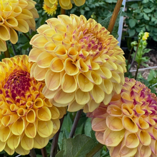 Load image into Gallery viewer, Ferncliff Spice Tuber