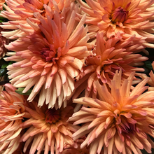 Load image into Gallery viewer, Peach Fuzz Tuber