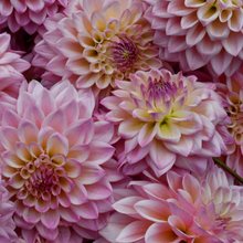 Load image into Gallery viewer, *NEW Coralie Tuber