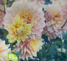 Load image into Gallery viewer, *NEW Wyn's New Pastel Tuber