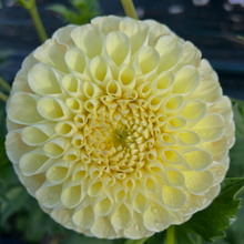 Load image into Gallery viewer, Polventon Supreme Tuber