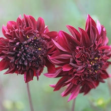 Load image into Gallery viewer, *NEW Soulman Tuber