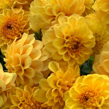 Load image into Gallery viewer, Golden Scepter Tuber