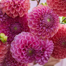 Load image into Gallery viewer, Isabel Tuber