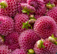 Load image into Gallery viewer, Isabel Tuber