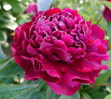 Load image into Gallery viewer, *NEW Highlight (Herbaceous/ Early to Mid Season Bloom)