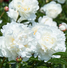 Load image into Gallery viewer, *NEW Kelway's Glorious (Herbaceous/ Late Season Bloom)