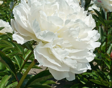 Load image into Gallery viewer, *NEW Puffed Cotton (Herbaceous/Mid Season Bloom)