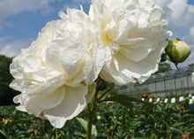 Load image into Gallery viewer, *NEW Puffed Cotton (Herbaceous/Mid Season Bloom)