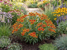 Load image into Gallery viewer, OpenPlantData Helenium Fuego