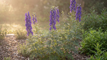 Load image into Gallery viewer, OpenPlantData Aconitum napellus