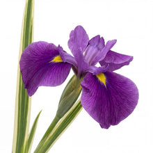 Load image into Gallery viewer, OpenPlantData Iris ensata Variegata