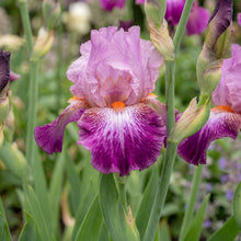 Load image into Gallery viewer, OpenPlantData Iris Autumn Rose
