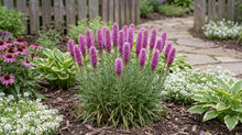 Load image into Gallery viewer, OpenPlantData Liatris spicata Goblin