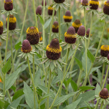 Load image into Gallery viewer, OpenPlantData Rudbeckia Occidentalis Black Beauty