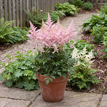 Load image into Gallery viewer, OpenPlantData Astilbe japonica Washington in Pink