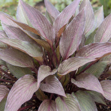 Load image into Gallery viewer, OpenPlantData Hosta Bloodline