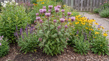 Load image into Gallery viewer, OpenPlantData Monarda Beauty Of Cobham
