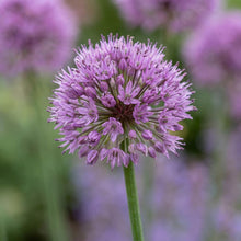 Load image into Gallery viewer, OpenPlantData Allium Millenium