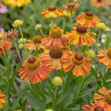 Load image into Gallery viewer, OpenPlantData Helenium Tie Dye
