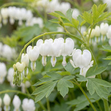 Load image into Gallery viewer, OpenPlantData Lamprocapnos spectabilis Alba