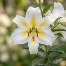 Load image into Gallery viewer, OpenPlantData Lilium Bafferari