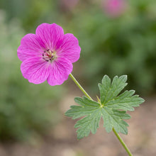 Load image into Gallery viewer, OpenPlantData Geranium Max Frei