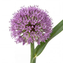 Load image into Gallery viewer, OpenPlantData Allium Millenium