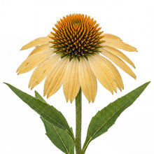 Load image into Gallery viewer, OpenPlantData Echinacea purpurea Mellow Yellows