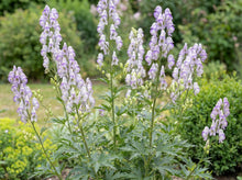 Load image into Gallery viewer, OpenPlantData Aconitum cammarum Bicolor
