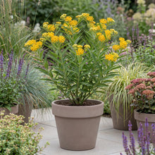 Load image into Gallery viewer, OpenPlantData Asclepias tuberosa Hello Yellow