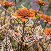 Load image into Gallery viewer, OpenPlantData Heliopsis Heli Orange Marble