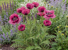 Load image into Gallery viewer, OpenPlantData Papaver Oriental Group Central Park