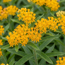 Load image into Gallery viewer, OpenPlantData Asclepias tuberosa Hello Yellow