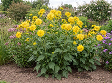 Load image into Gallery viewer, OpenPlantData Rudbeckia laciniata Goldquelle