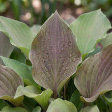 Load image into Gallery viewer, OpenPlantData Hosta First Blush