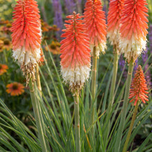 Load image into Gallery viewer, OpenPlantData Kniphofia Amazing Fun